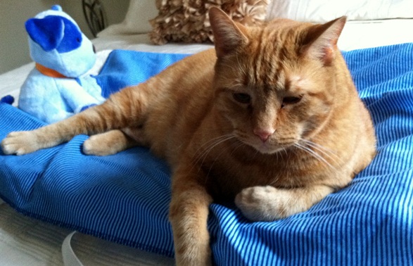 Our Pets 6